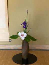 大山蓮華花開く