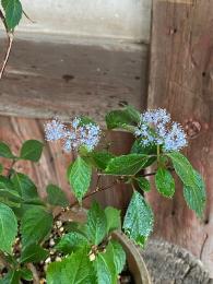 山紫陽花～奥多摩小紫陽花