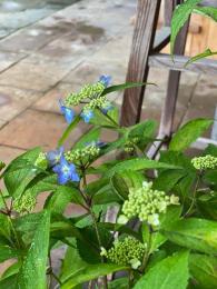 山紫陽花