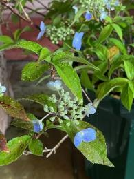 山紫陽花～瀬戸の月