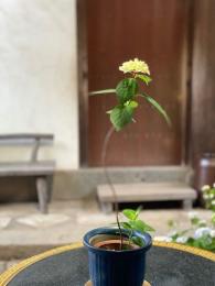 白紫陽花
