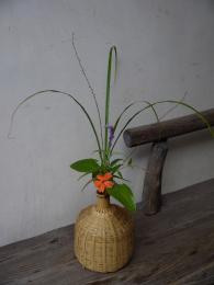 名残の岩菲(がんぴ)