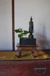 高砂芙蓉その２