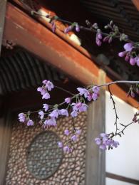 初桜咲く
