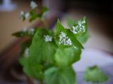 蕎麦の花