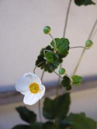 貴船菊白