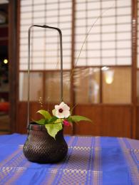 高砂芙蓉＝ヤノネボンテンカ