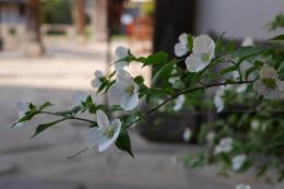 山吹の花