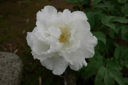 白いろ牡丹＝白牡丹(はくぼたん)