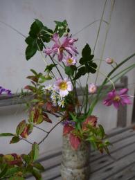 秋明菊