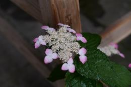 山紫陽花～紅額