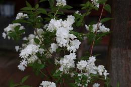 山紫陽花～笹の舞