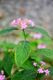 紫陽花季～七段花(しちだんか)