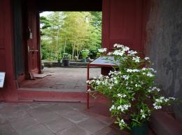 紫陽花季～三江会所跡の紫陽花