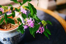 山紫陽花～乙女の舞