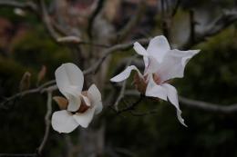 大山蓮華