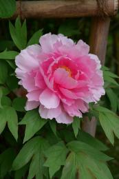 百花の王牡丹