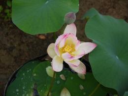蓮の花の