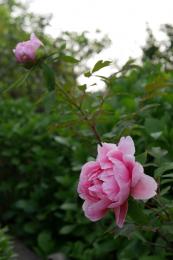 牡丹～薄桃色に、華やかに