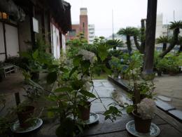 紫陽花季～雨の境内