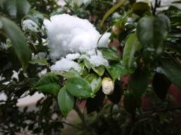 雪椿