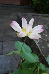 蓮の花