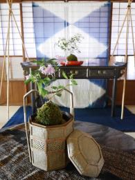 紫陽花季～乙女の舞