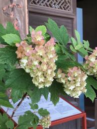 名残の柏葉紫陽花