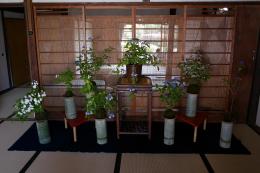 紫陽花季～庫裡玄関のしつらえ