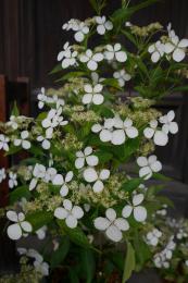 紫陽花季～香りの紫陽花