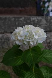 紫陽花季～白紫陽花