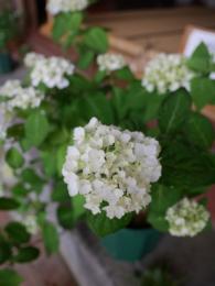 山紫陽花～白花紫陽花