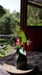 日だまりの秋草