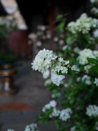 山紫陽花～笹の舞