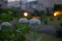 紫陽花季～紫陽花に