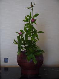芍薬