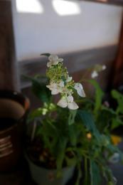 草紫陽花