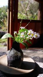 野路菊