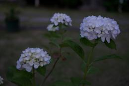 紫陽花季～雨の紫陽花