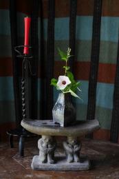 高砂芙蓉１