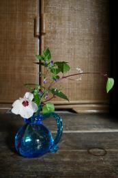 高砂芙蓉その３