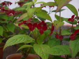 山紫陽花～名残の紅