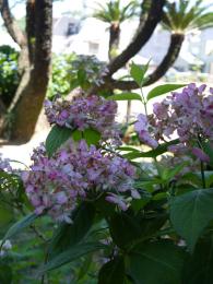 雨の紫陽花