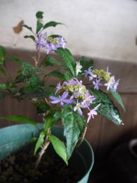 山紫陽花～乙女の舞