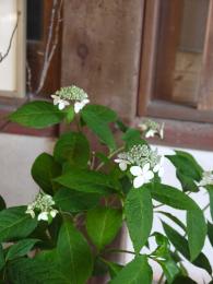 山紫陽花～伊予の夕立