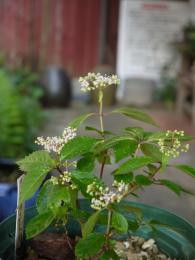 山紫陽花～奥多摩小紫陽花