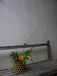 岩菲(がんぴ)
