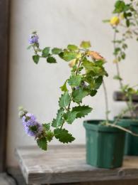 段菊