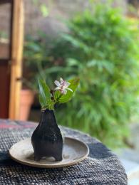 白花杜鵑草