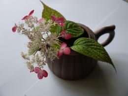 山紫陽花～紅